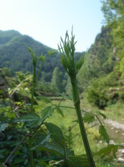 有机食品 野菜 驴龙尖 有机蔬菜