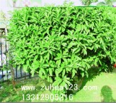 深圳花卉租摆非洲茉莉