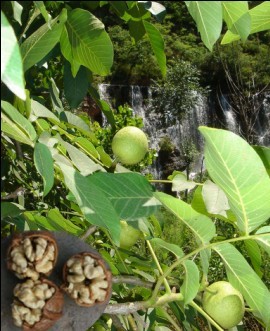 有机食品野菜驴龙尖有机蔬菜